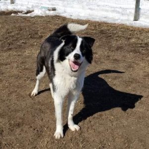 WANAR Adoption Day