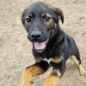 WANAR Adoption Day