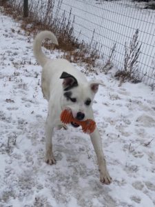 WANAR Adoption Day